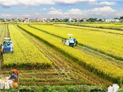 Lúa gạo phát thải 48% khí nhà kính trong nông nghiệp